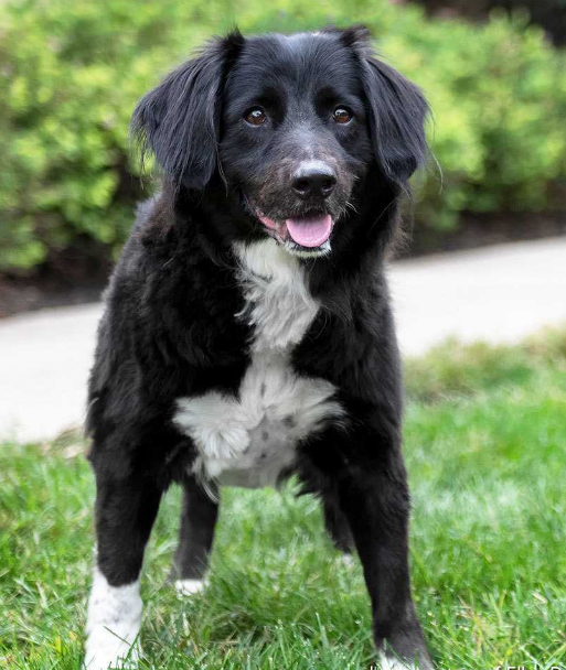 Australian Shepherd Mix Border Collie Brittany Spaniel Mix Puppies