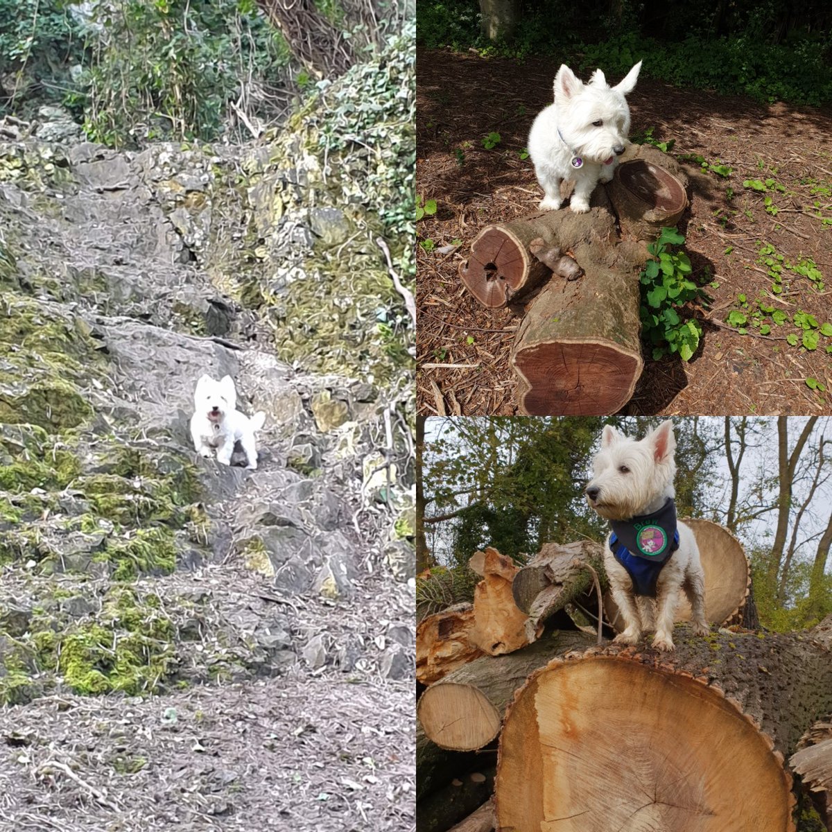 Lieutenant-Colonel Brew Anderson-Spratt tweet media