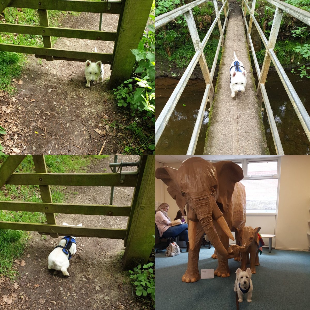 Lieutenant-Colonel Brew Anderson-Spratt tweet media