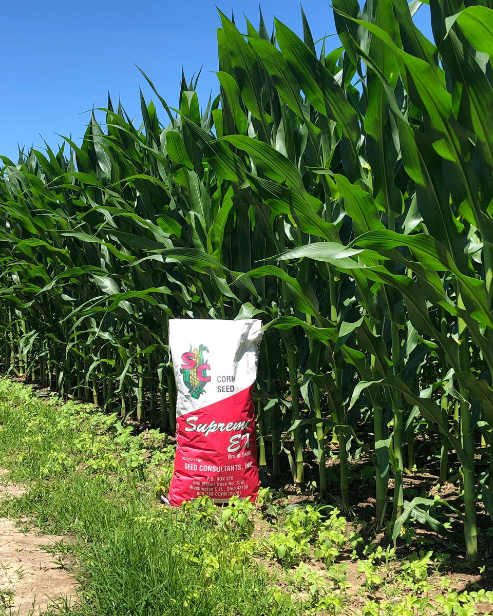 SeedConsultants's tweet photo. Coming right along in Okeana, Ohio! 🌽 #MySeedConsultants #ScoutingFields #Corn19 https://t.co/29M30HOBof