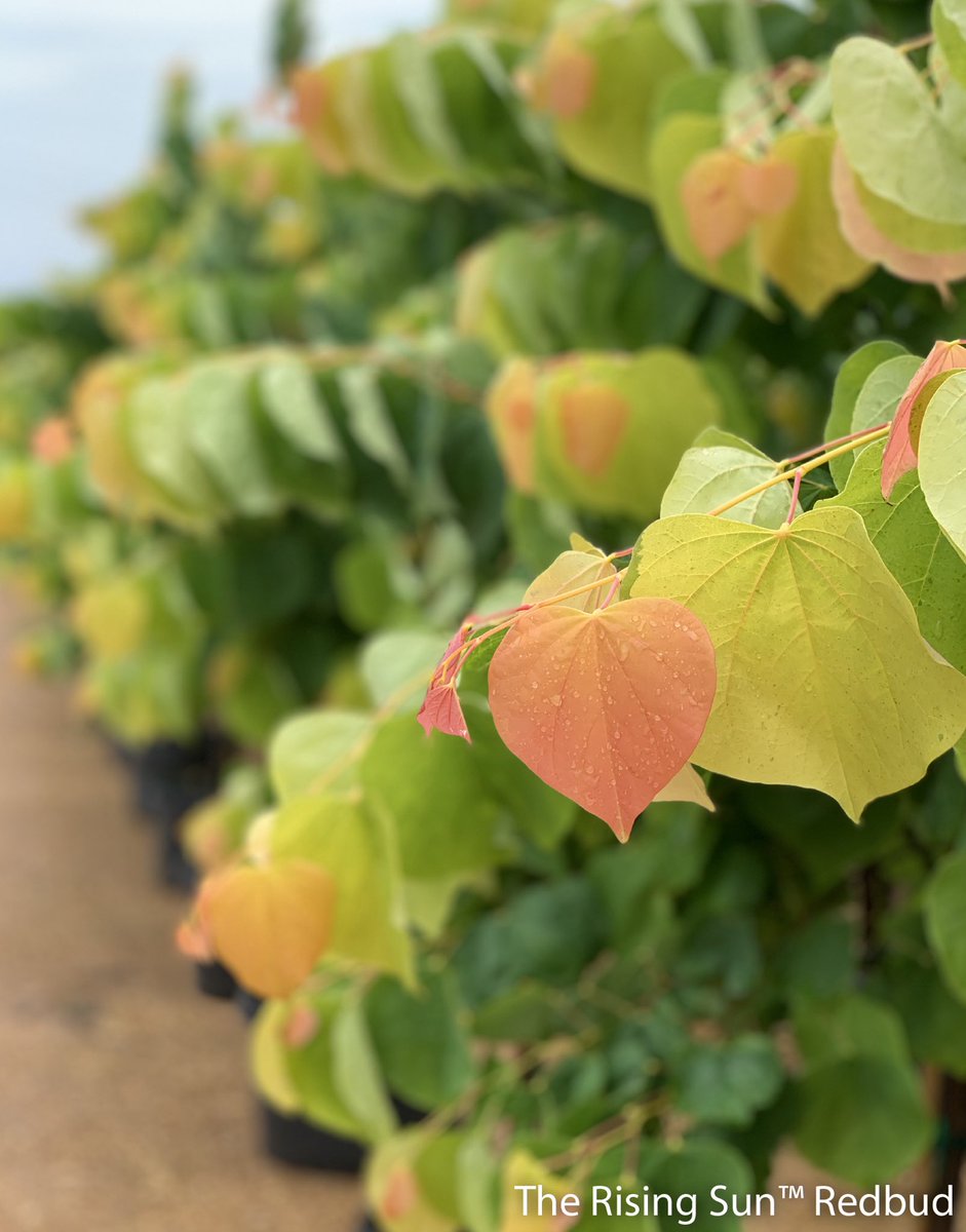 GardenDebut's tweet photo. Check out the beautiful foliage on some of our awesome redbuds! 🖤☀️💚 https://t.co/Zx6TVzpxls