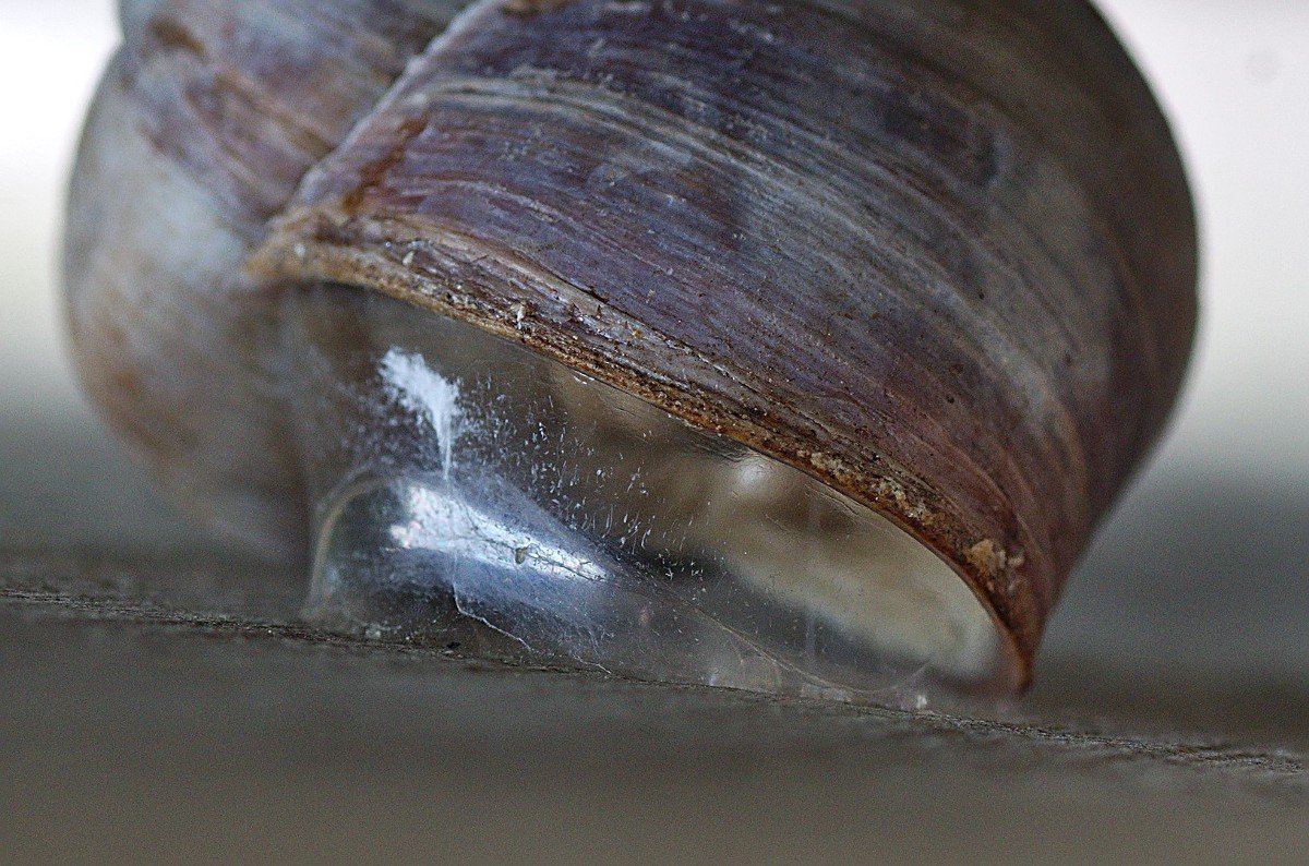 A new study from <a href="/PennEngineers/">Penn Engineering</a> demonstrates a strong, reversible adhesive that uses the same mechanisms of adhesion as snails. When wet, the material conforms to the grooves on a surface; when dry, the material hardens and fastens itself securely. bit.ly/2X3SnPA