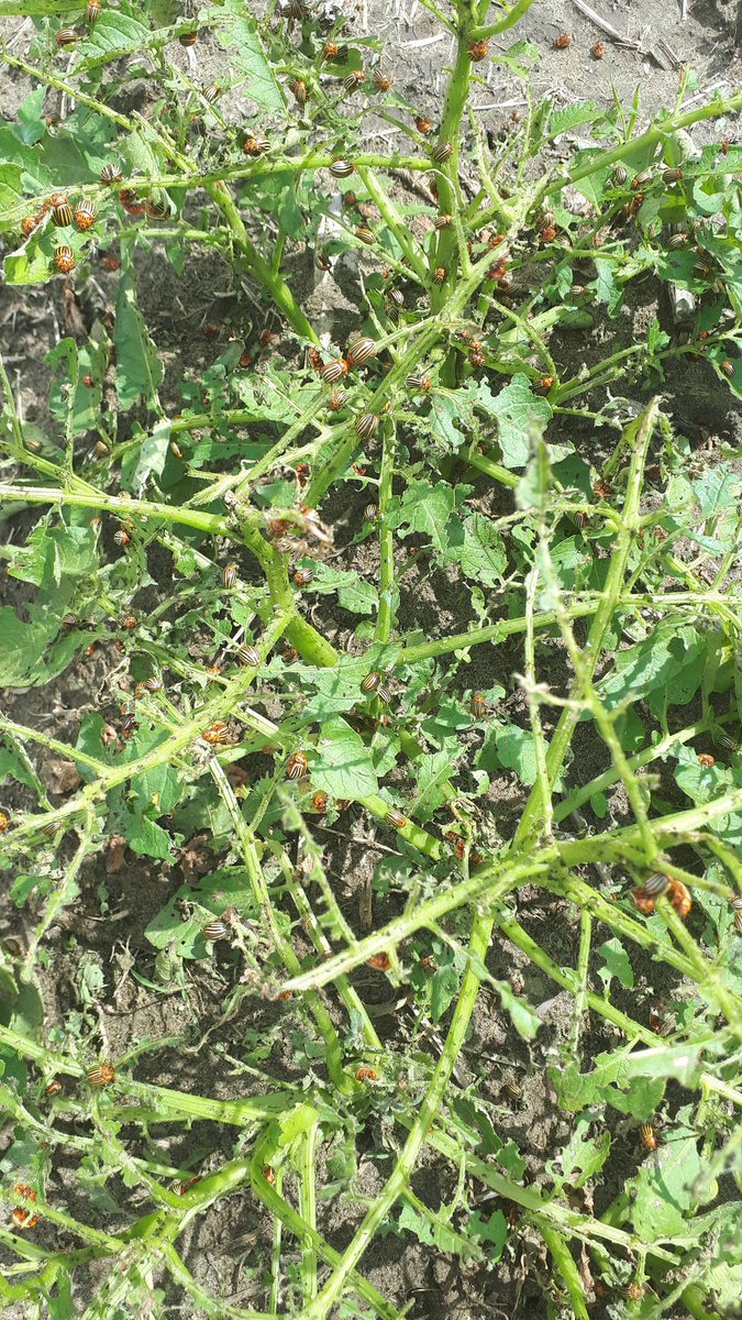 Spearhead Potatoes tweet media