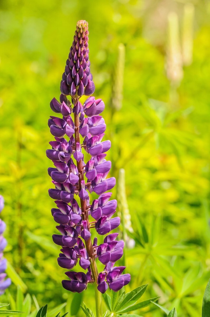 LisaFinneyPhoto's tweet photo. I simply love lupins and look forward to seeing them burst int colour along the roadside every June. #lupin #wildflowers #summer #nature #NaturePhotography #cabottrail #ExploreCB https://t.co/Wsh5gNcDp8