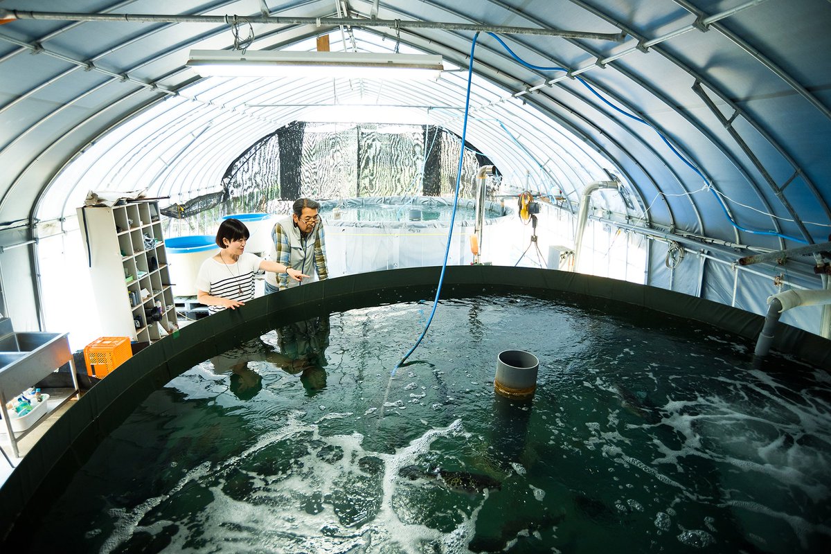 Honda Smile Mission By プチェコ 震災をきっかけに 養殖場のある場所は那珂川町から那須烏山に移っています 栃木 那須烏山 温泉とらふぐ トラフグ 温泉 夢創造 養殖 元祖温泉トラフグ Honda Hondasmilemission スマイルミッション