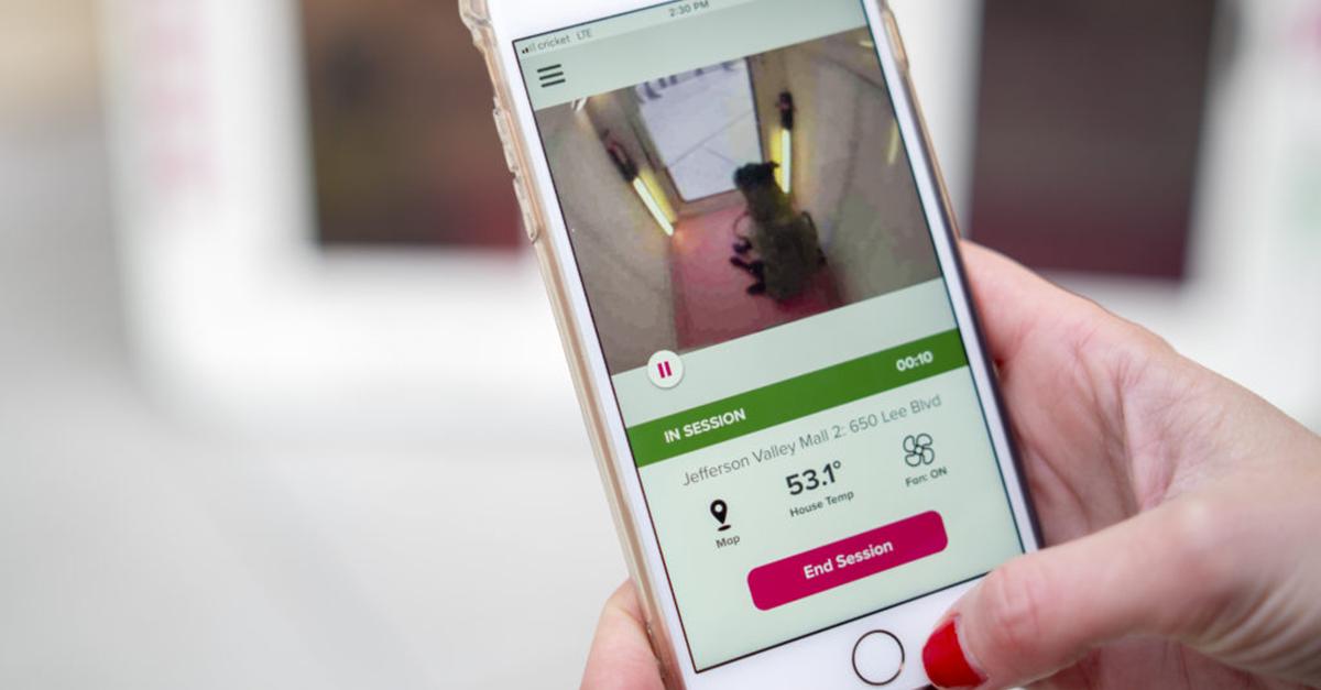 iphone screen of puppy