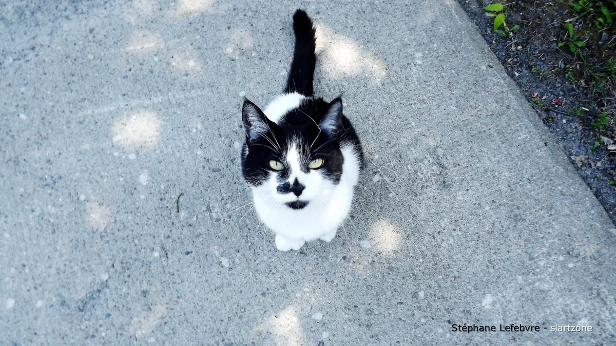 🐾💫❤️
Je serai de retour dans environ 24 heures. 
A+

I'll be back on twitter in 24 hours. 
See you soon.

p.s. 
J'ai des nouvelles photos à partager.
I have new pictures to share. #cats #animals #nature #sky
