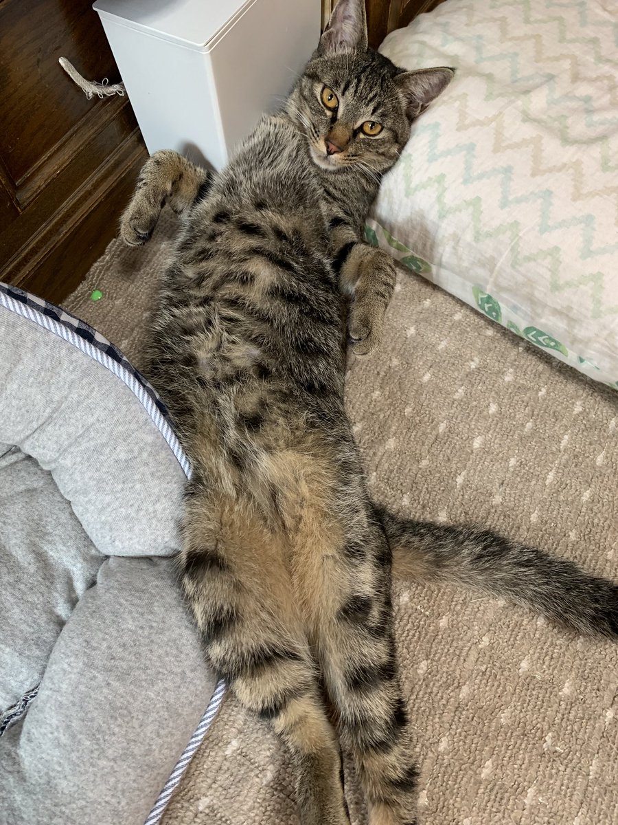 猫 まっすぐ 寝る