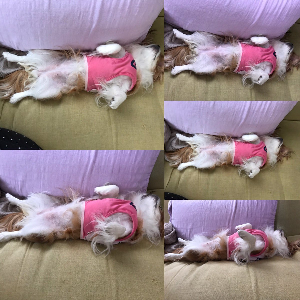 仰向けで寝る犬 Twitter Search