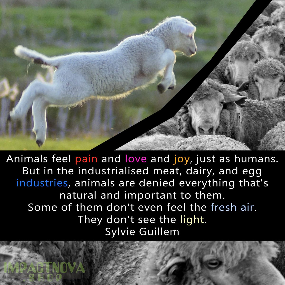 ImpactNovaShop's tweet photo. 🏭 The 'animals are property' business make their practices invisible to people. They spread myths and propaganda that using animals is normal and needed. 🐣 It's legal doiesn't make it moral. ⛔ Fanatic fanboys have distorted their own reality to believe it is nice/good.#vegan https://t.co/4alXLQPDtE