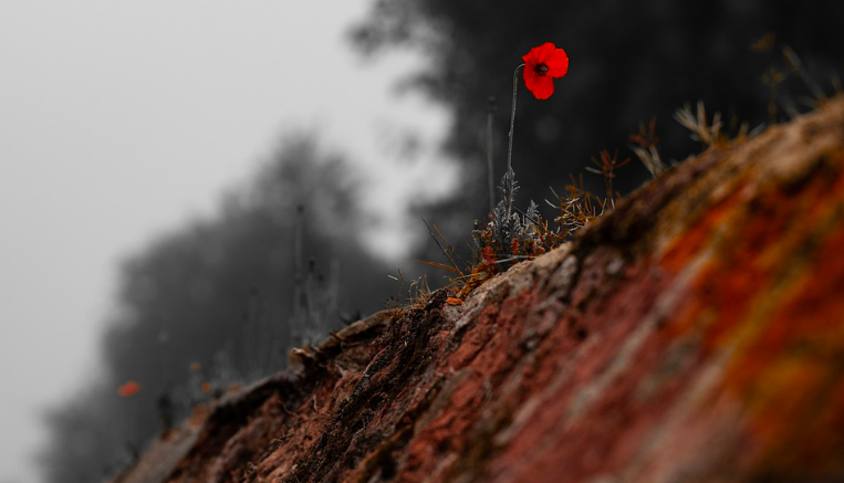 Words of the day: "plant blindness" - cognitive bias against plants; "the inability to see or notice the plants in one’s own environment” (Schussler/ Wandersee, 1998), due in part to plants' lack of "visual attention cues". Plant blindness ramifies into education, conservation...