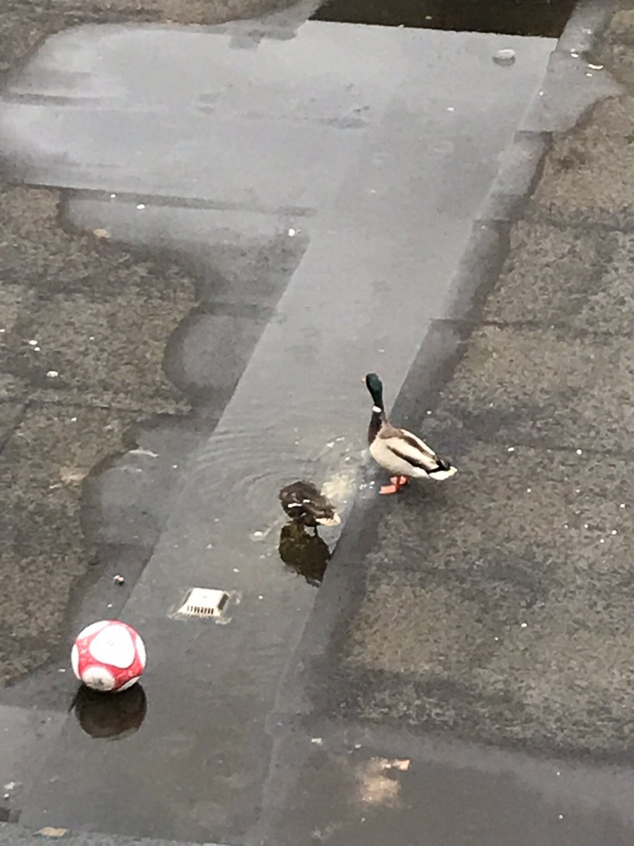 dazzler_79's tweet photo. Ducks make a block of flats roof in east London home ! They think the blocked roof gully is a lake 😂😂😂😂😂😂😂 #duck #roof #london 🦆 #eastlondon #itvlondonnews #londonnews #home @RSPBNews @RSPB_SouthEast https://t.co/CfzmWfPhYr