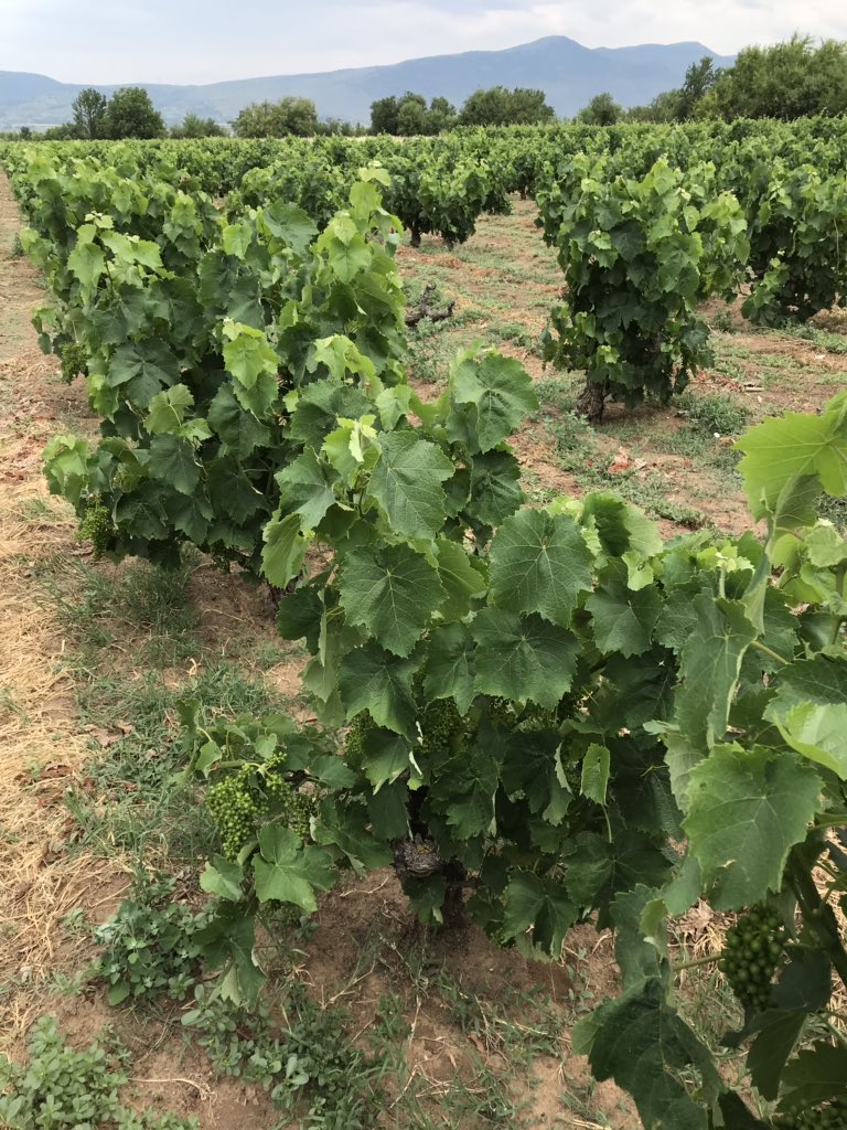 ZhuangGeorge's tweet image. Visit #winegrape vineyards and some bush vines in northern Greece with @UCCESonoma @kurtural