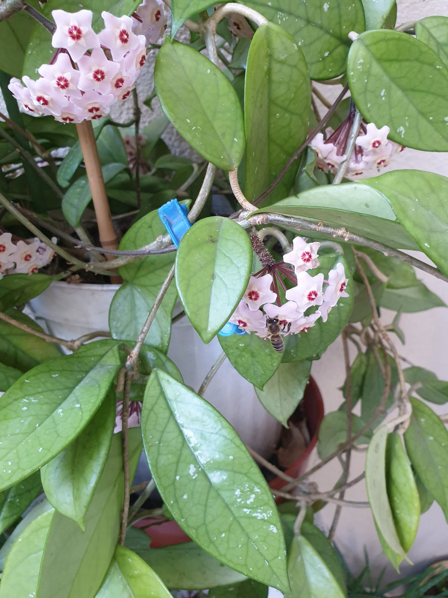fusuun's tweet photo. Bee and my flowers. They are wake up and working. Goodmorning  guten morgen  bonjour everybody.Have a nice day  #flowers #floral #nature  #naturelovers #fauna #world #GoodMorningWorld # https://t.co/eLvcr511Xc