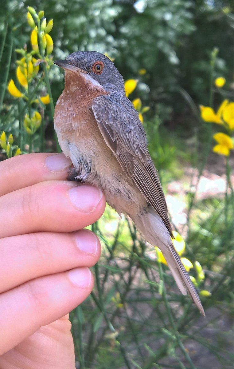 Oasilavalle's tweet photo. Wildlife: sterpazzolina (Sylvia cantillans) abitante delle aree collinari, delle aree agricole con cespugli e anche delle aree antropizzate. #Trasimeno #oasi #oasilavalle #oasinaturalisticalavalle #wildlife #umbria #MonITRing https://t.co/vsc3EEFwZk