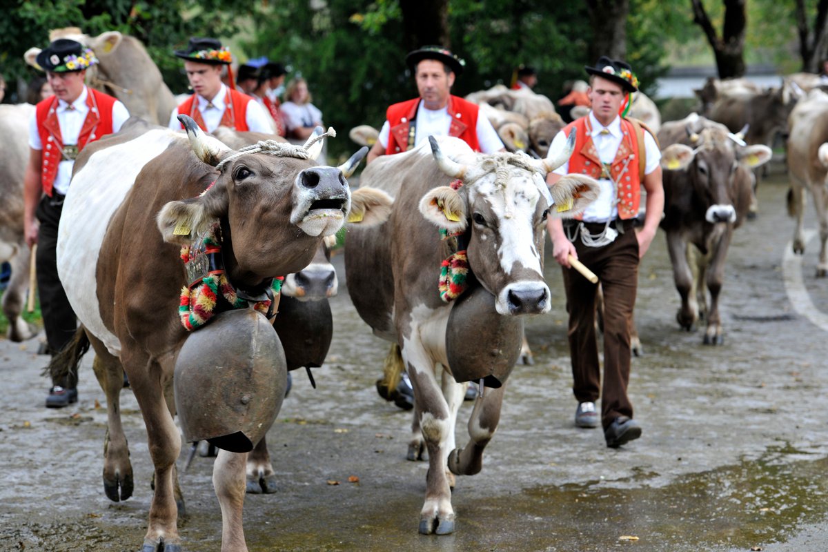 Erlebe nächsten Samstag, 29. Juni hautnah, wie die #Bauern in ihren Trachten die geschmückten #Kühe auf die Alp #Sellamatt &amp; Alp #Selun treiben. Ab 4.30 Uhr ist die #Bergbahn Alt St. Johann-Sellamatt in Betrieb! #alpaufzug #toggenburg
toggenburg.org/de/nachrichten…