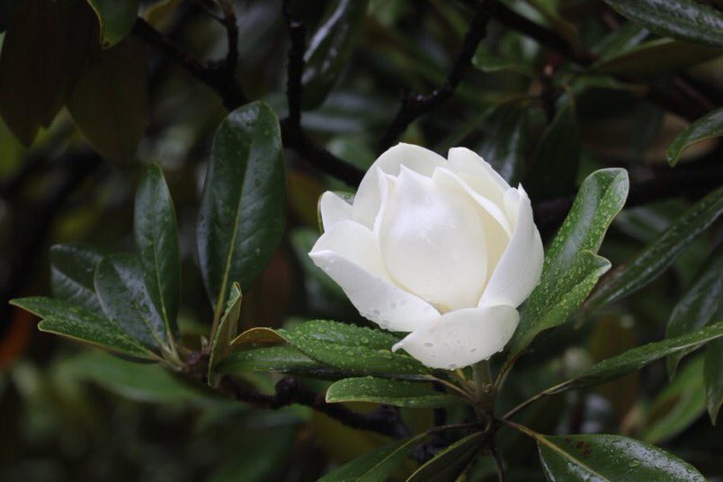 都立日比谷公園 Hibiya Park Tokyo 園長の採れたて情報no Twitter 中国語担当より 雨中的日比谷公园 荷花玉兰荷花玉兰现在还在盛开 一般荷花玉兰的花都开在高高的枝头 这几天心字水池前的荷花玉兰有几朵花正好开在与我们视线向平的高度 真是难得的能好好观赏