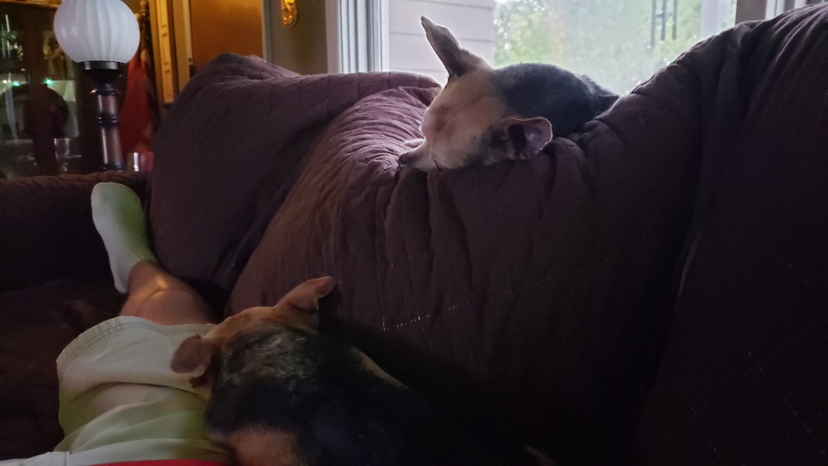 RouseLeeA's tweet photo. The chahuas have lost interest in the debate. I'm still watching. #DemDebate #microphoneproblems https://t.co/OE5kpofmig