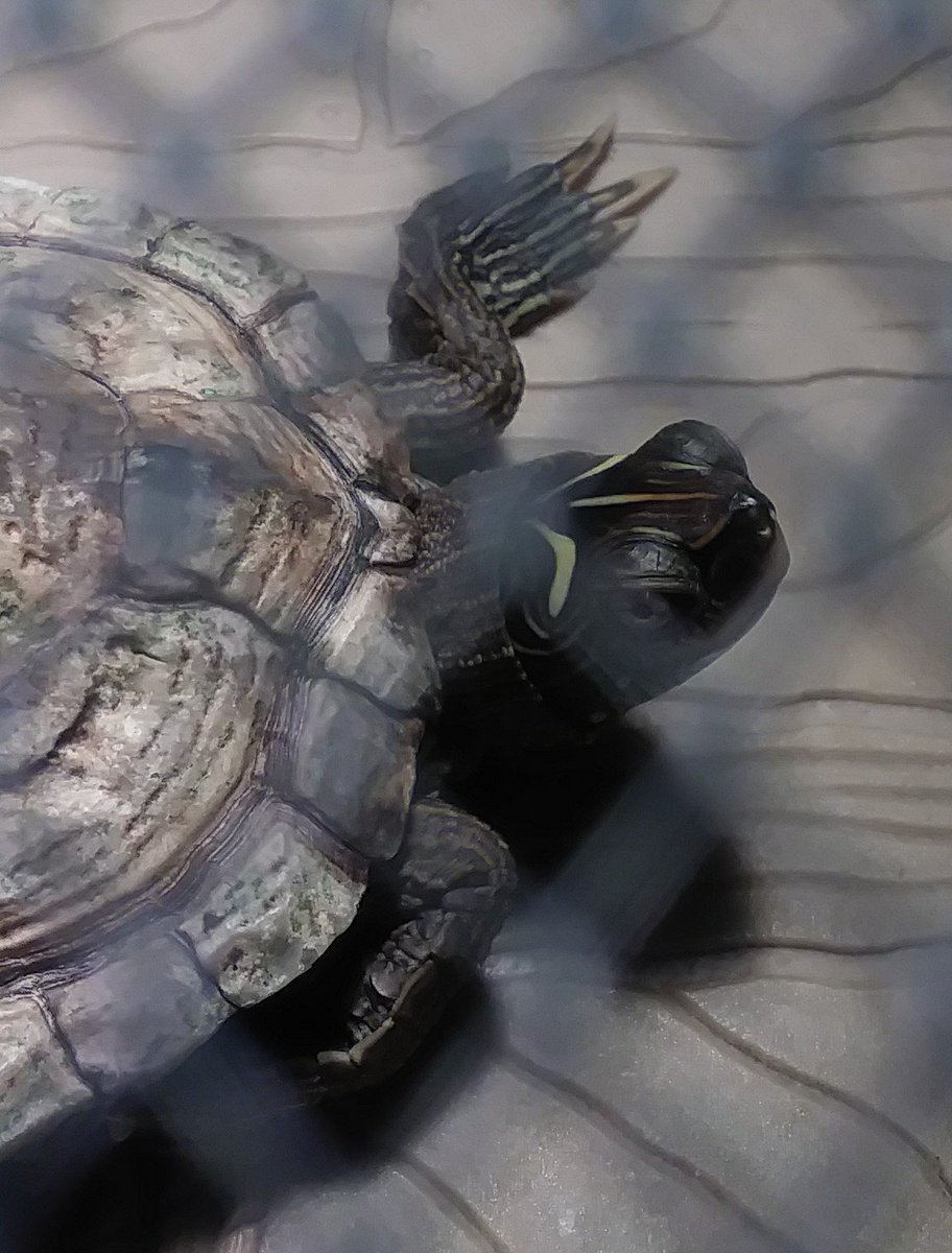 tuckturtle_fww's tweet photo. The face I make when I'm done taking pictures. #LetMeBaskAlready https://t.co/dUJekf1Lpr