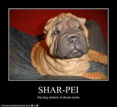 Shar Pei = The dog version of Chuck Norris.  https://t.co/RBQcsOikv7  #sharpei #DogLover https://t.c<a href="/tag/doglover"class="tags"><span>#doglover</span></a><a href="/tag/sharpei"class="tags"><span>#sharpei</span></a>