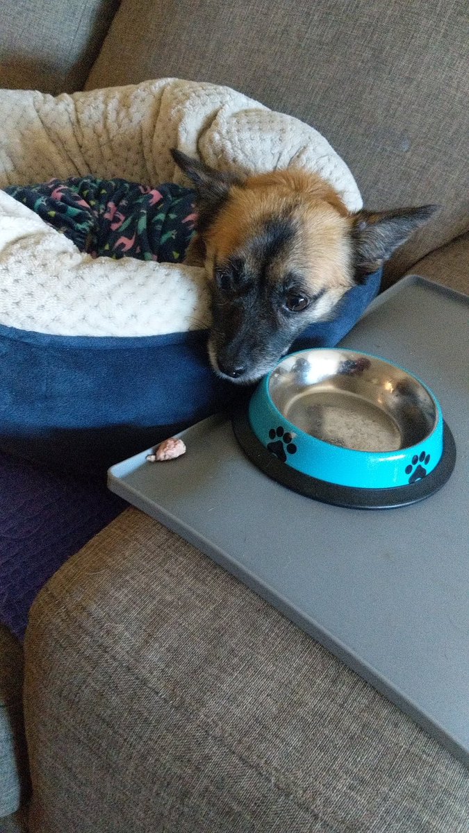 emlypie's tweet photo. The look of longing on his face, that piece of meat is just too far out of the snug bed and warmth.. #tinyralph #livingtoptierofhisbestlife #llamapyjamas https://t.co/6r0UyZZaHi