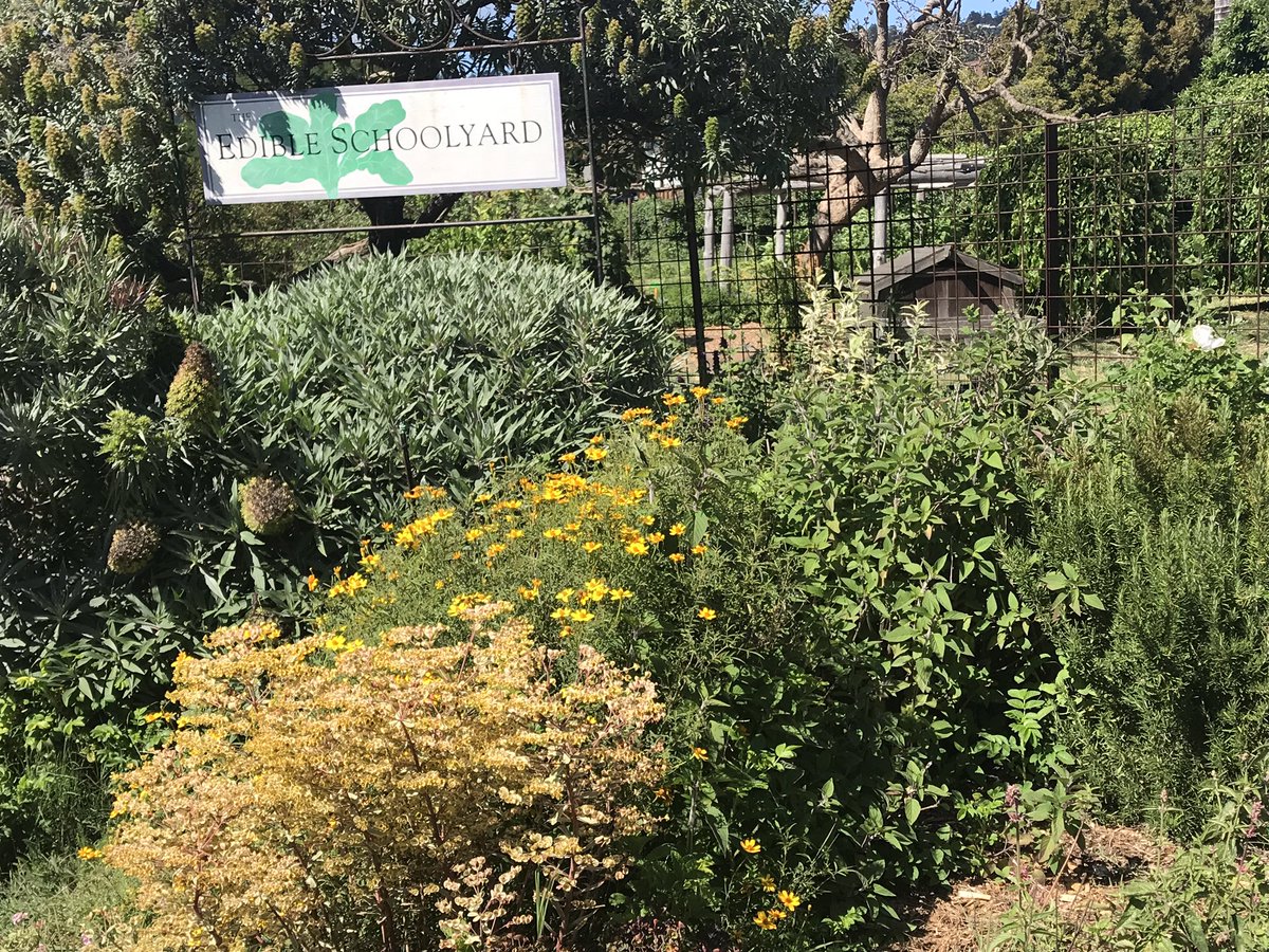 jacklynwhite68's tweet photo. Imagine transforming Ss relationship with food in edible #gardens & learning kitchens. Imagine #school lunch as a #learning domain. Imagine impacting #climate by sourcing from organic #farmers. Alice Waters makes this a reality and so can we! #esytraining #EnvironmentalEducation https://t.co/3VV96T7y5O