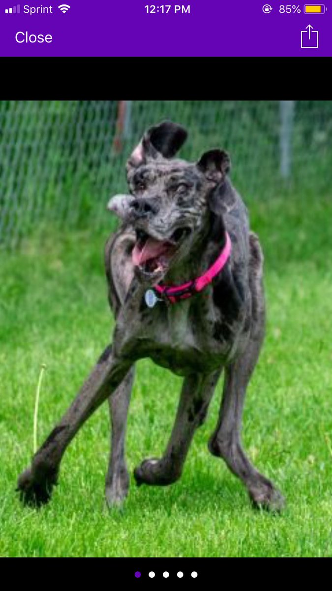HannahPrice_97's tweet photo. @Haffner20 Courtesy of Petfinder https://t.co/dtXfBopLp4