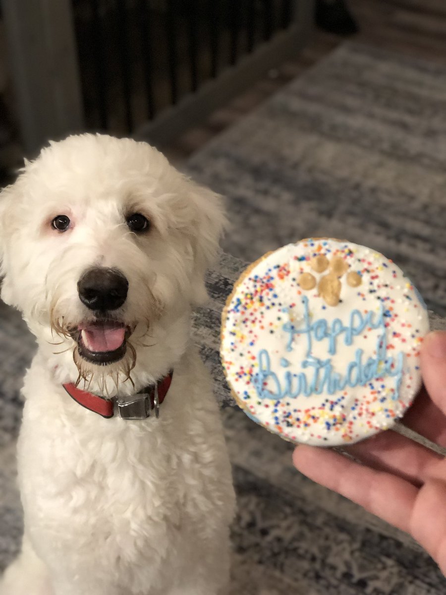 colty97's tweet photo. Nothing like celebrating your dogs birthday with cake and a bath. 😅 #mood #happybirthdaybenny https://t.co/ph59pncn7W