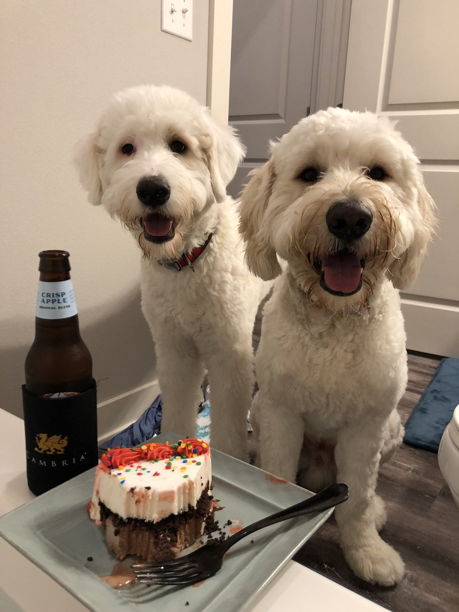 colty97's tweet photo. Nothing like celebrating your dogs birthday with cake and a bath. 😅 #mood #happybirthdaybenny https://t.co/ph59pncn7W