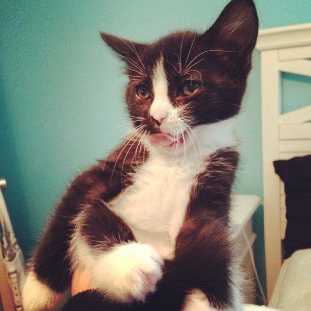 Lunch was aweeesome
#animal #ambassacat