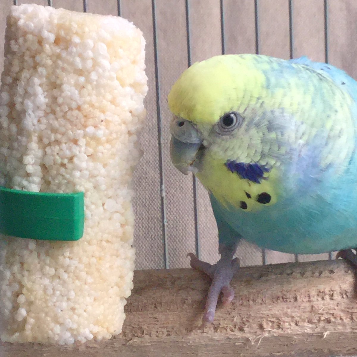 セキセイ インコ 噛む インコ 噛む セキセイ