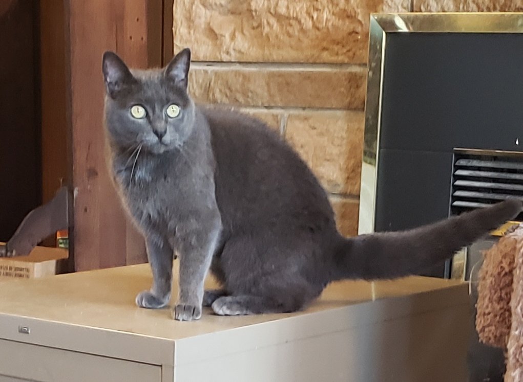 rhanidchae's tweet image. A great shot of Shadow, complete with #PuffyTail. 😄