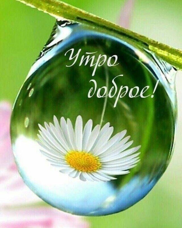 Открытки доброе утро дорогой мой человечек, картинки