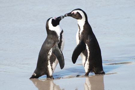 PinguinosOW's tweet photo. Les presentamos a 2 nuevos pingüinos que se van a estar uniendo para representarnos en esta temporada!
Ellos son:
@glitch_ow Flex🇨🇱
@AguusOW Sub 🇦🇷

Mientras tanto Poke volverá a la titularidad!
Esperamos que nos apoyen como siempre y ojalá podamos sorprenderlos nuevamente! 🐧 https://t.co/ghbkN6p53T