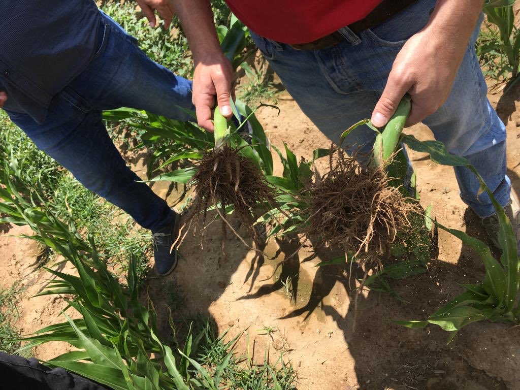 pfernandez1975's tweet photo. Realizamos otra Jornada de Campo más de #TrikaLambda de @Sipcam_es en maíz con tecnicos d nuestros distribuidores “Tecnipec” “Agritec Medina” y “Fitosanitarios Toro” en Calvarrasa de Abajo (Salamanca),muchas gracias a todos por la magnífica asistencia 👏👏💪💪🌽🌽 #efectostarter https://t.co/0OIDlOslnx