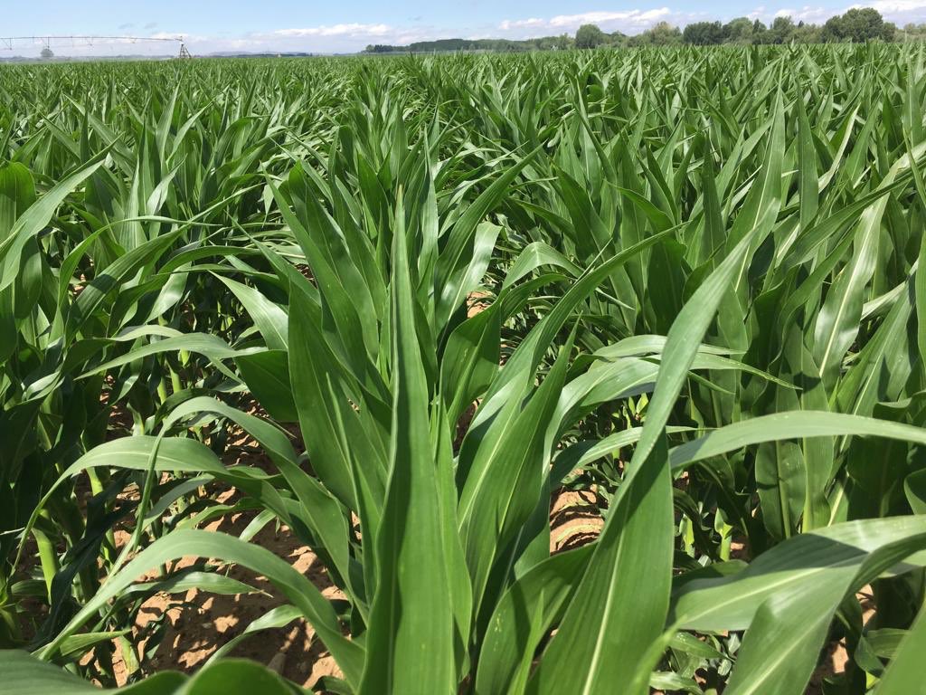 pfernandez1975's tweet photo. Realizamos otra Jornada de Campo más de #TrikaLambda de @Sipcam_es en maíz con tecnicos d nuestros distribuidores “Tecnipec” “Agritec Medina” y “Fitosanitarios Toro” en Calvarrasa de Abajo (Salamanca),muchas gracias a todos por la magnífica asistencia 👏👏💪💪🌽🌽 #efectostarter https://t.co/0OIDlOslnx