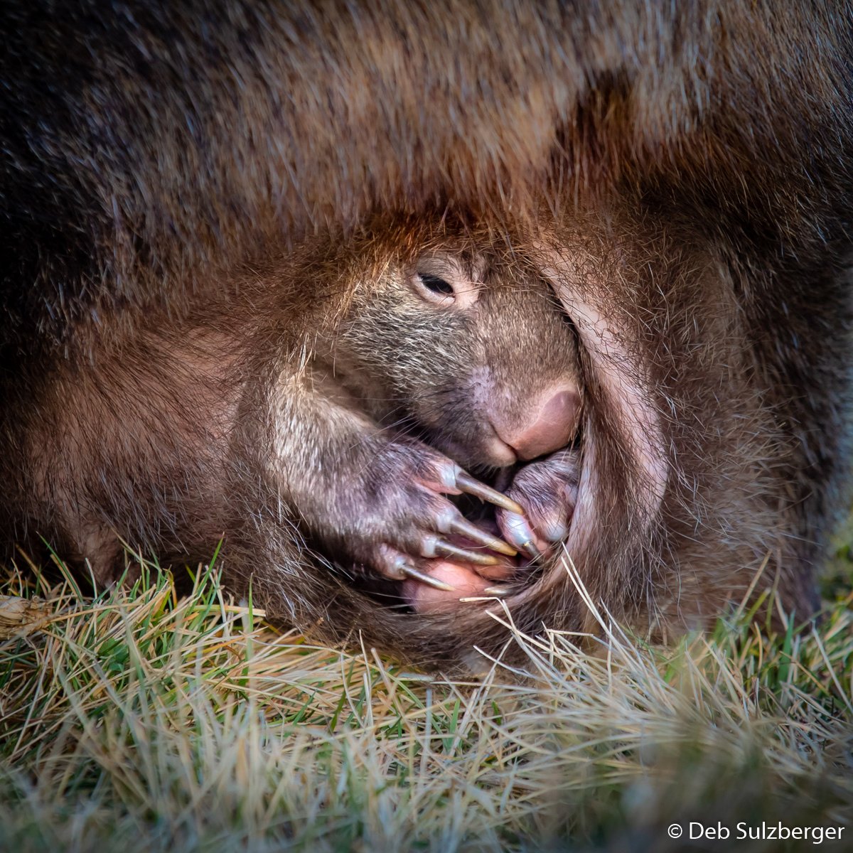 ausgeo's tweet photo. What a shot! 📸

The shortlisted images for this years Australian Geographic Nature Photographer of the Year 2019 have been announced! 📣

The images are truly breathtaking, and a lot of them are never-before-seen moments. 🦘🦈🌳

See them all here: https://t.co/oU2HcU5Xy8 https://t.co/SIAhCiZNRv