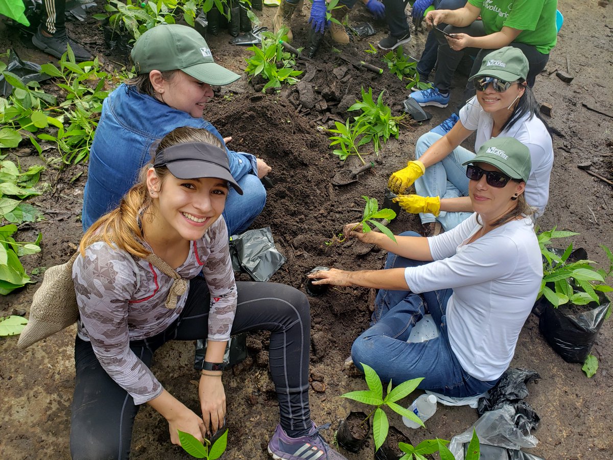 adoptabosque's tweet photo. Nuestro agradecimiento a colaboradores de Banco @LafisePanama por su Excelente participación en el V Gran Día Nacional de Reforestación #ReforestaPanama #SiembromiVida en apoyo a la #AlianzaPorElMillon @alianzaAXM #yoAdoptoBosque #VoluntariosADOPTA #refostation #habitatrestore https://t.co/URNpdVPirp