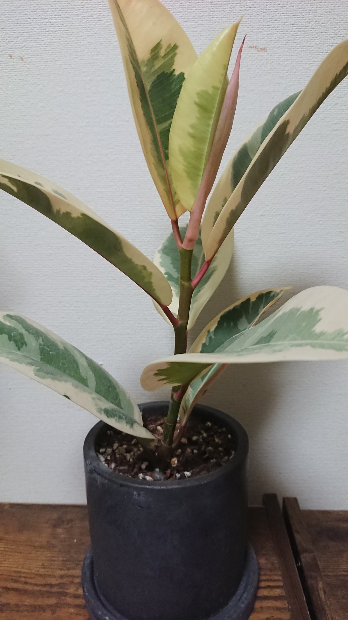 かー 斑入りゴムの木 種類がわからない フィカス ティネケなのか 19 6 23 ゴムの木 観葉植物 グリーン ゴムの木 斑入り フィカス T Co 9nqa6ro7ud Twitter