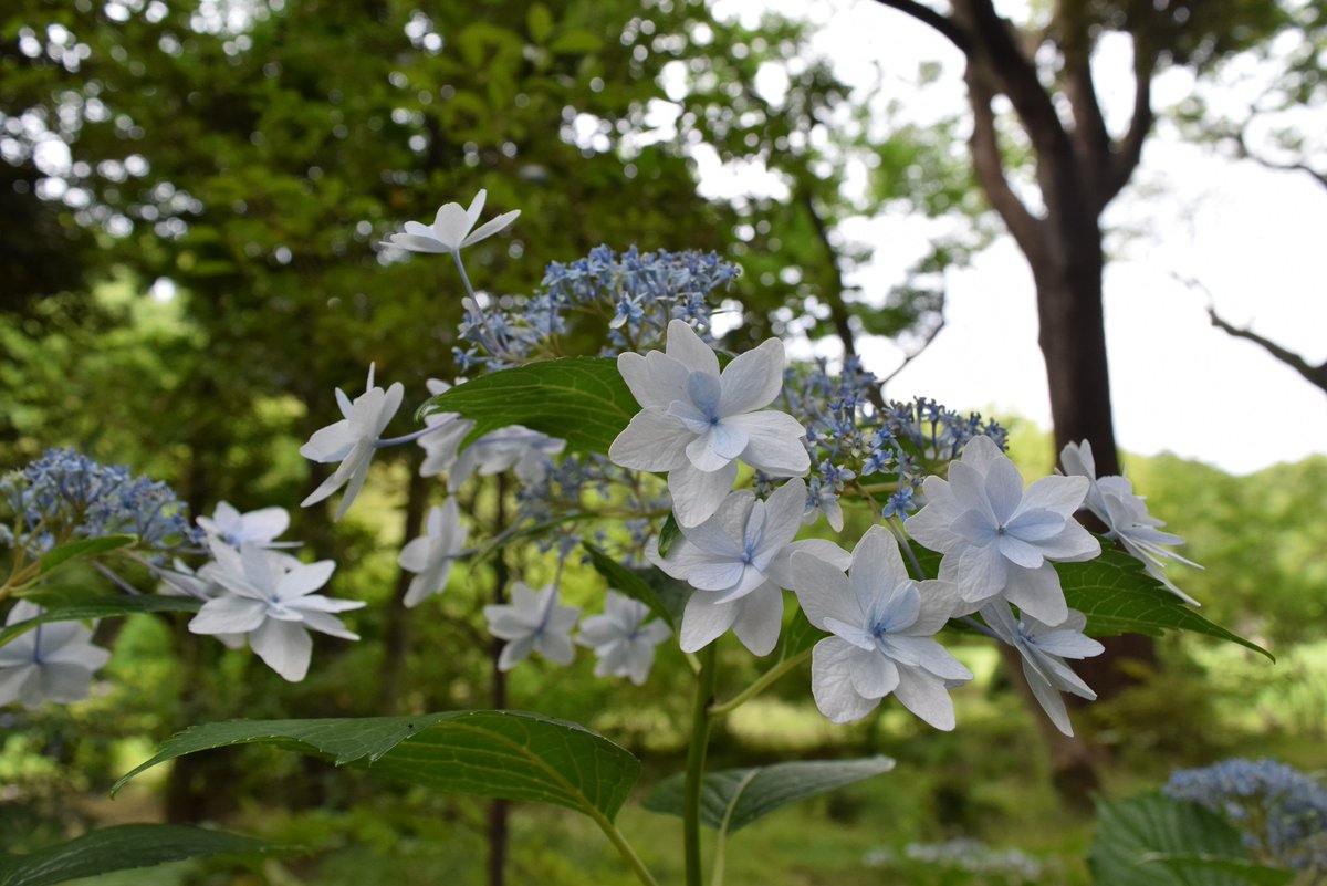 六義園 青いのが 黒軸 白いのが 花火 です 蕾は 六義園のアジサイの中でいちばん遅く咲く 玉紫陽花 です 玉紫陽花 は 花よりも球形の蕾が特徴的です これが咲くころ 六義園のアジサイの季節も終わりに近づきます あともう少し 六義園の 六義園 青いのが 黒軸 白いのが 花火 です 蕾は 六義園のアジサイの中でいちばん遅く咲く 玉紫陽花 です 玉紫陽花 は 花よりも球形の蕾が特徴的です これが咲くころ 六義園のアジサイの季節も終わりに近づきます あともう少し 六義園の
