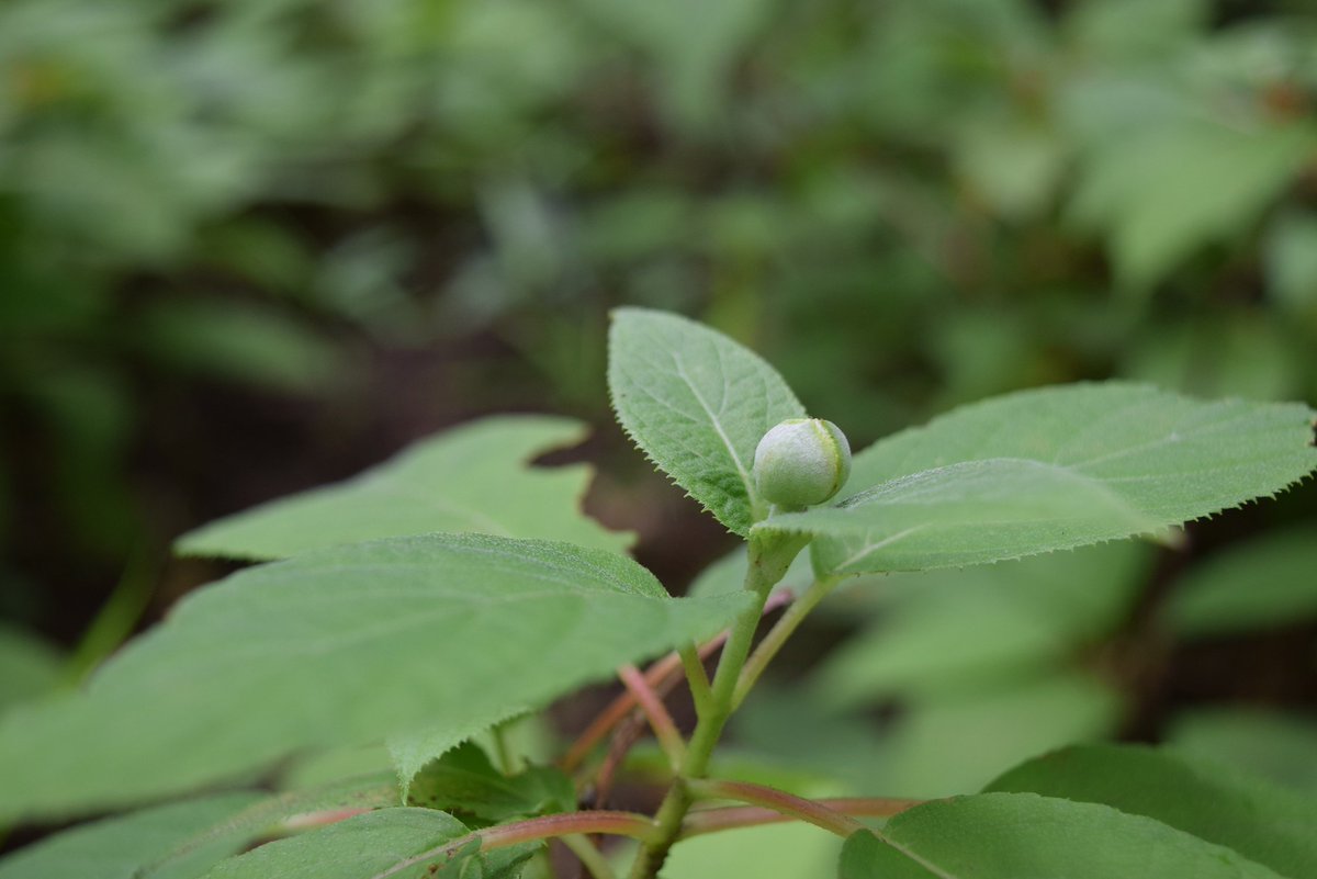 六義園 青いのが 黒軸 白いのが 花火 です 蕾は 六義園のアジサイの中でいちばん遅く咲く 玉紫陽花 です 玉紫陽花 は 花よりも球形の蕾が特徴的です これが咲くころ 六義園のアジサイの季節も終わりに近づきます あともう少し 六義園の