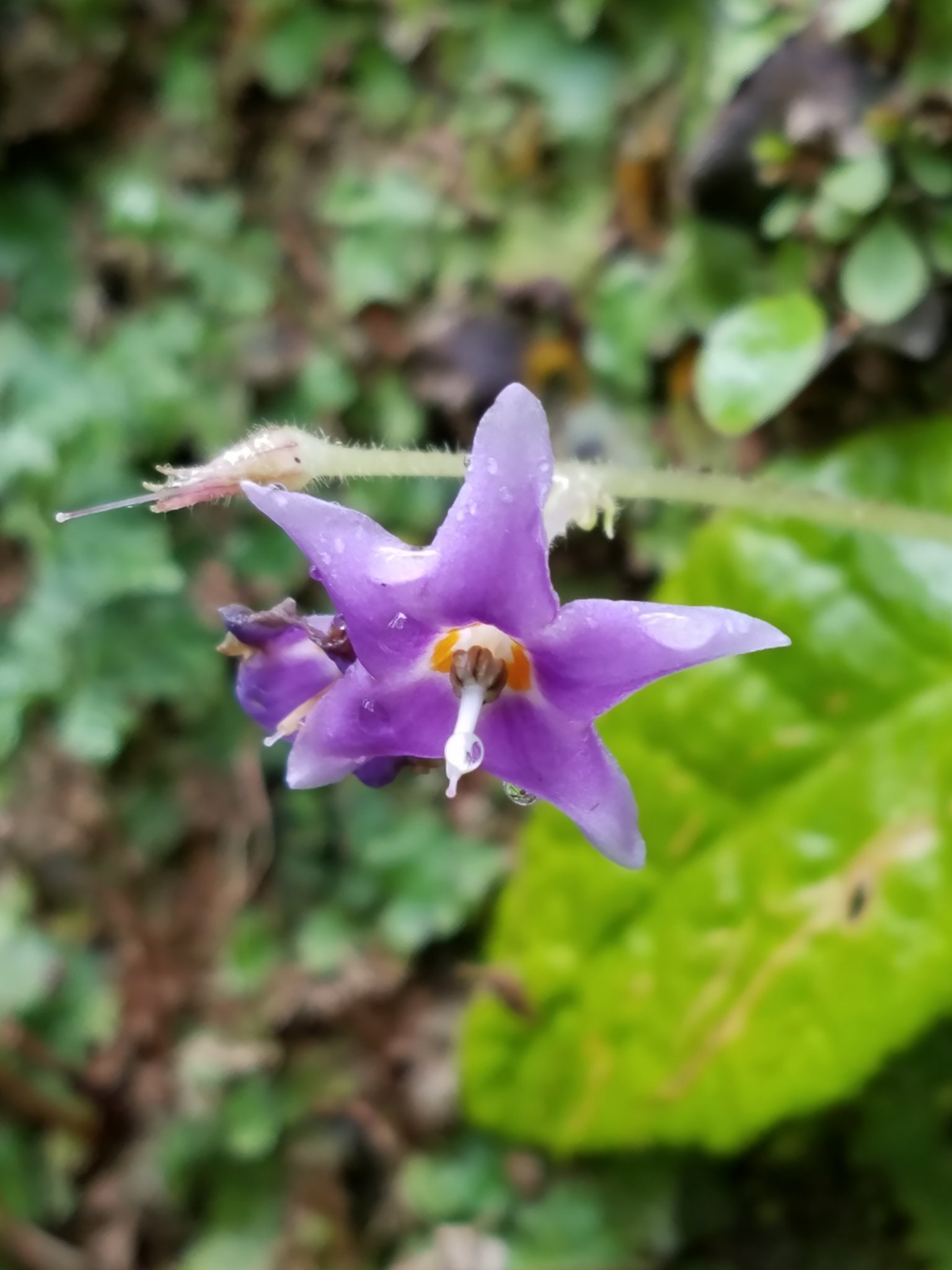 花 詩音 イワタバコ を初めて見ました 水が滲み出るような湿った岩崖などの環境で生息するようです 花の開花は3 4日程度 星形の小さな可愛い花 他にピンクや白もあるようです 葉がタバコに似てるので名前がついたようです 東慶寺 鎌倉