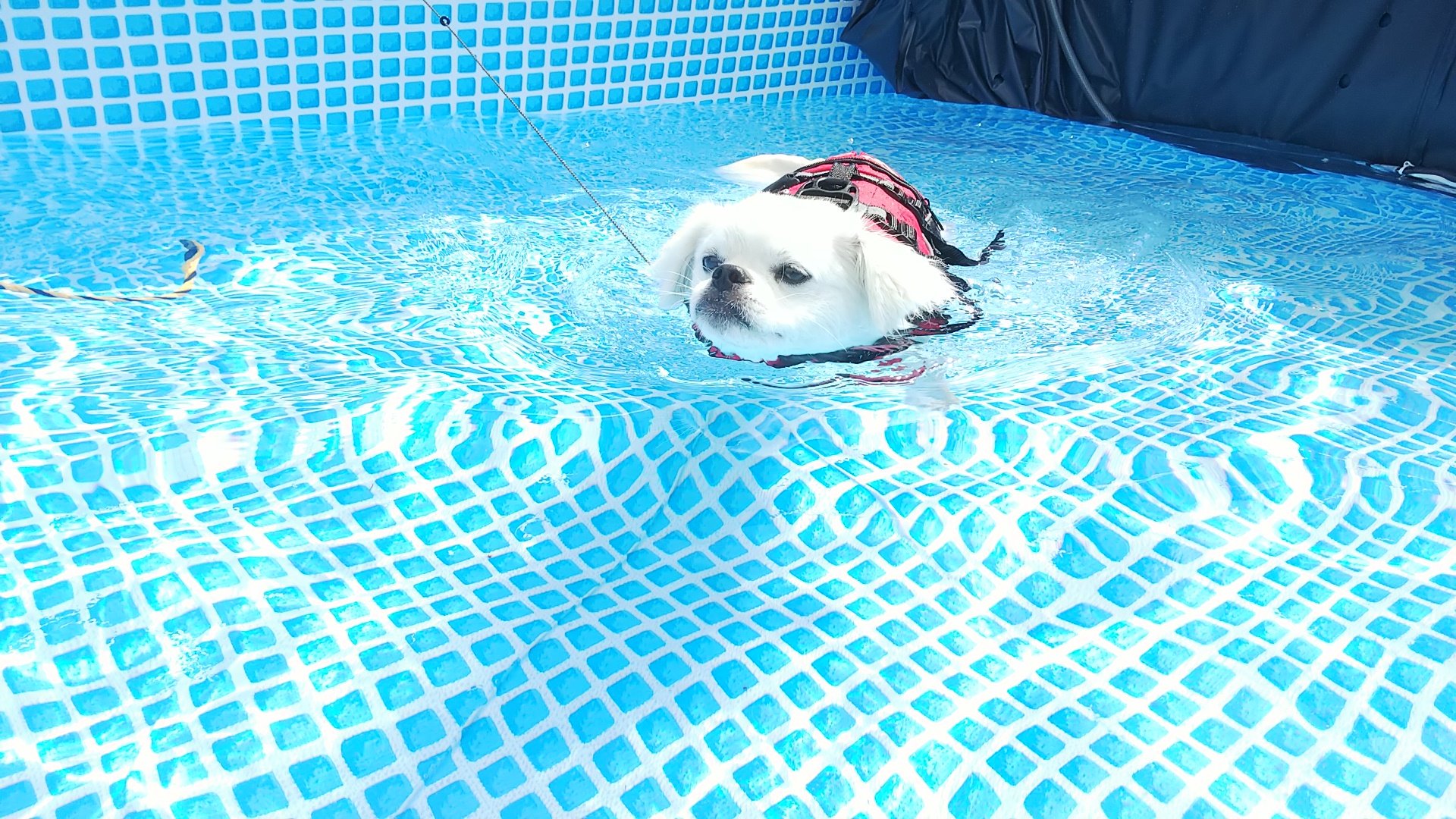 犬と泳ぐ Twitter Search Twitter