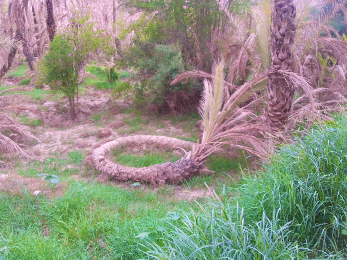 أحياناً .. تموت الأشجار جالسة.