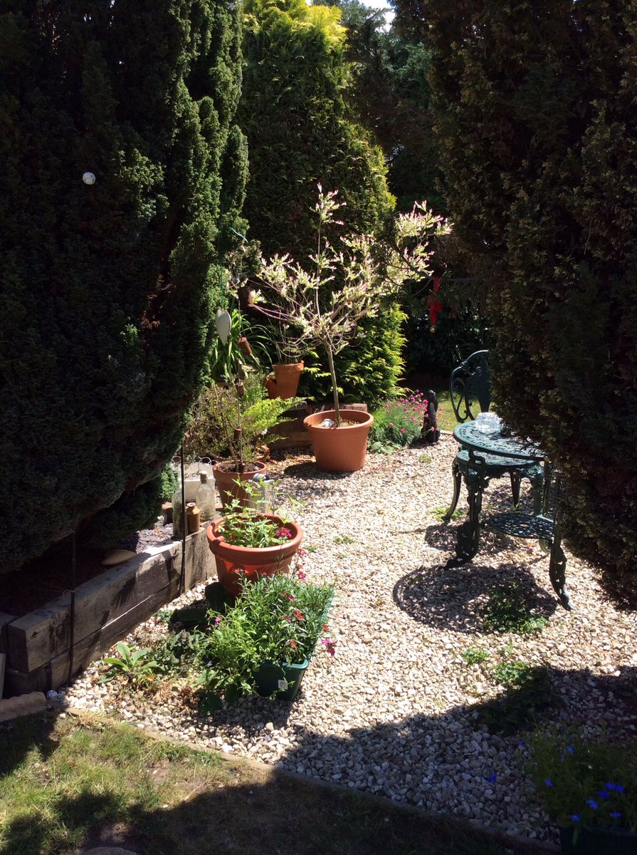 My garden is in bloom 😊