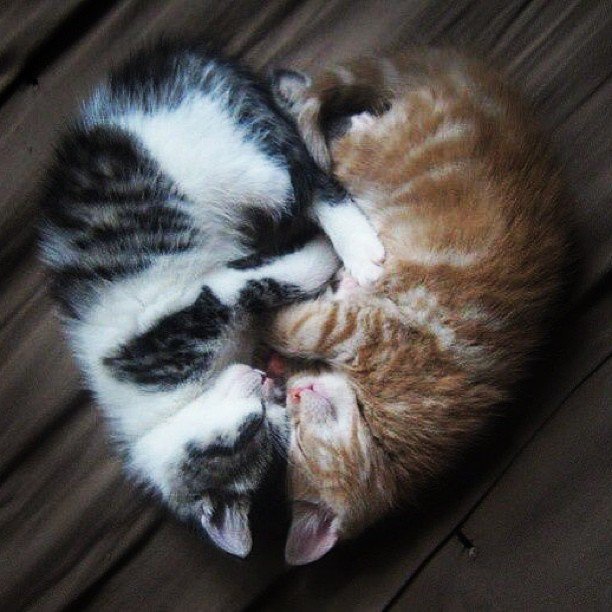 Twin heart!
#animallover #blackcats