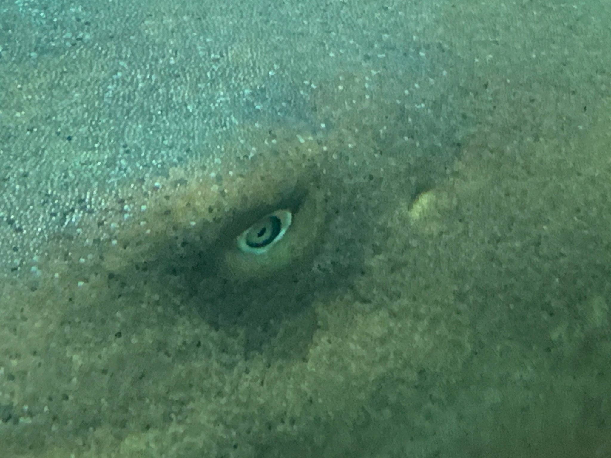 マリンワールド海の中道 公式 オレはサメ この鋭い目でわかると思うけど オレはサメ マリンワールド海の中道 コモリザメ 鋭い目 外洋大水槽 T Co Jh5ed4f4cu Twitter