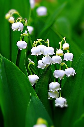 Jion W すずらん 鈴蘭 ６月の誕生花 三行詩 ６月に来てくれましたね 白いすずらんの羽音を纏い 心という荷物を一つだけもって 花言葉は 再び幸せが訪れる T Co Po5ji7dfne Twitter