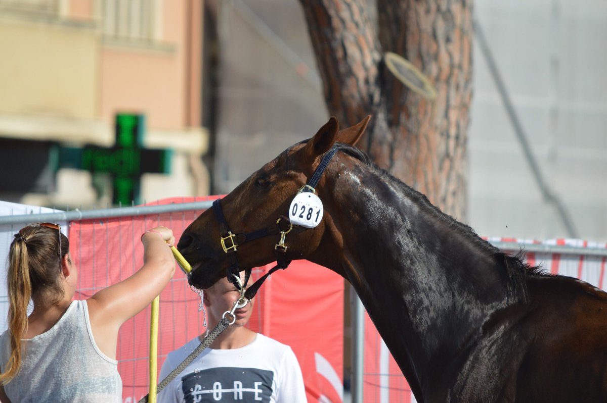 Jumping Monaco tweet media