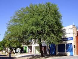 arbolespe's tweet photo. #Tigua (Geoffraea  spinosa) o #Taque, #Almendroindigena es un árbol higrófilo de la familia Fabaceaes, presente en matorrales pantanosos, corteza amarillenta y fruto dulce y comestible, flores pequeñas amarillas, indeshicente, hojas contienen alcaloides, no esta en #parquedeleste https://t.co/cTgmECH5EH